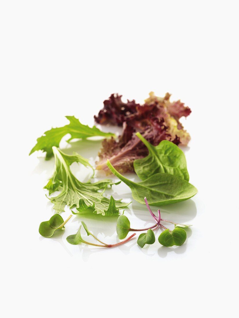 Radish sprouts and salad leaves