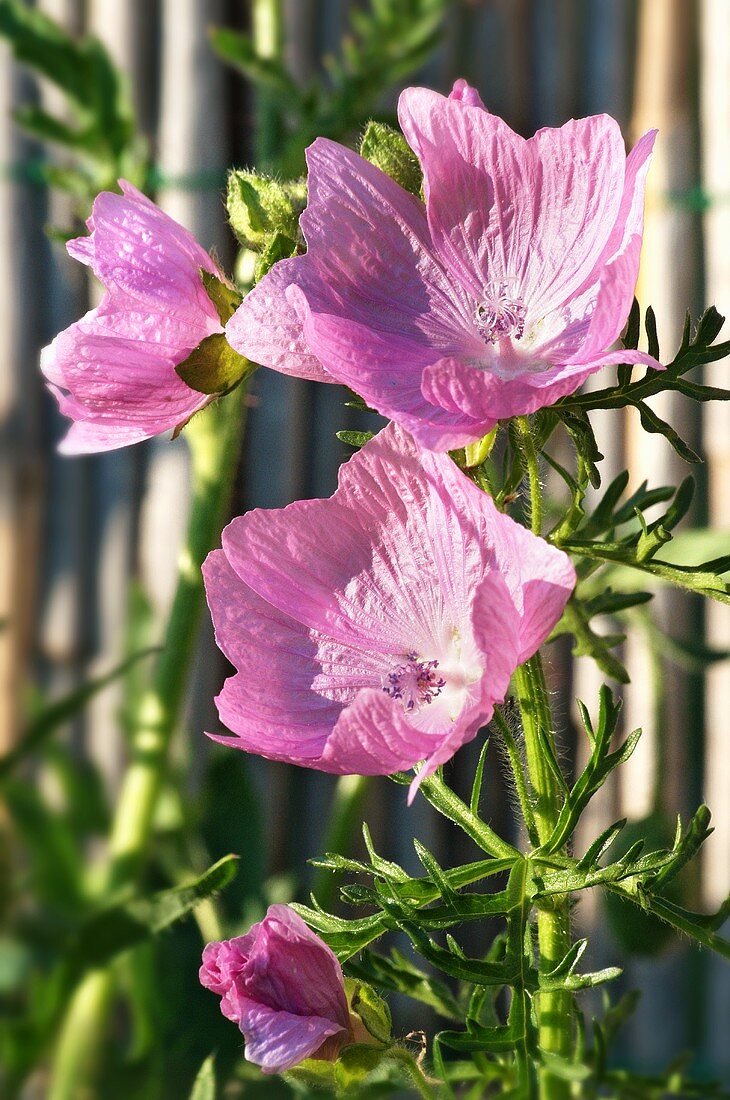 Malvenblüten