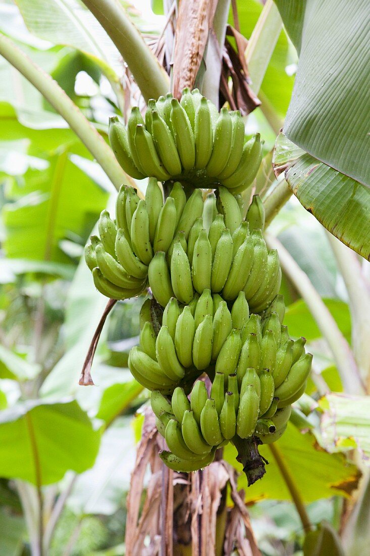 Bananas on a tree