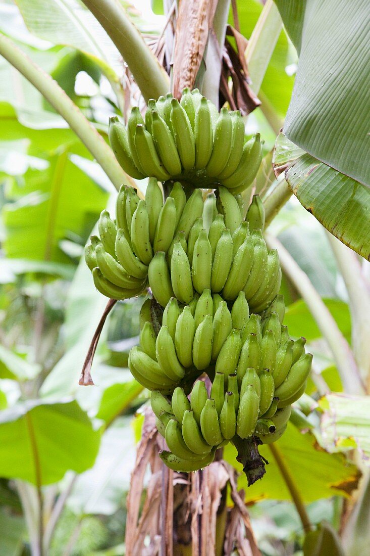 Bananen am Baum