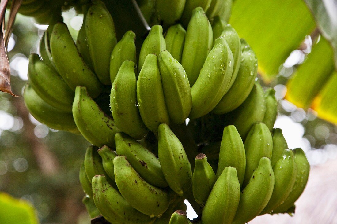Grüne Bananen am Baum