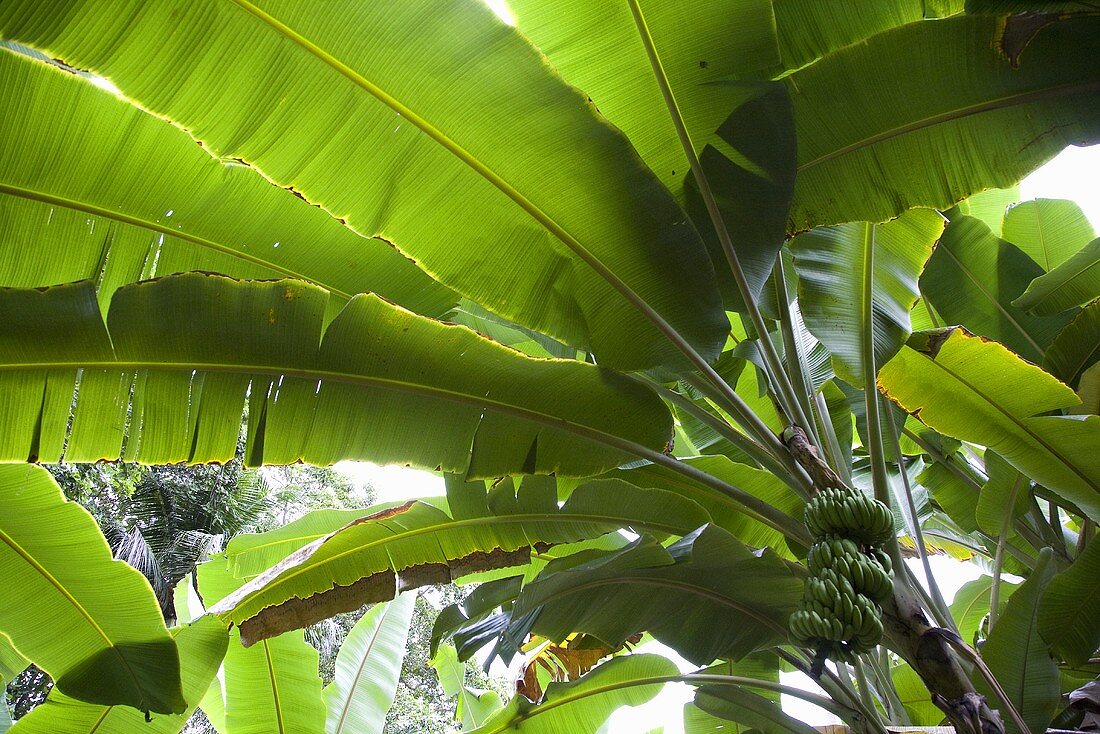 A view from under a banana tree