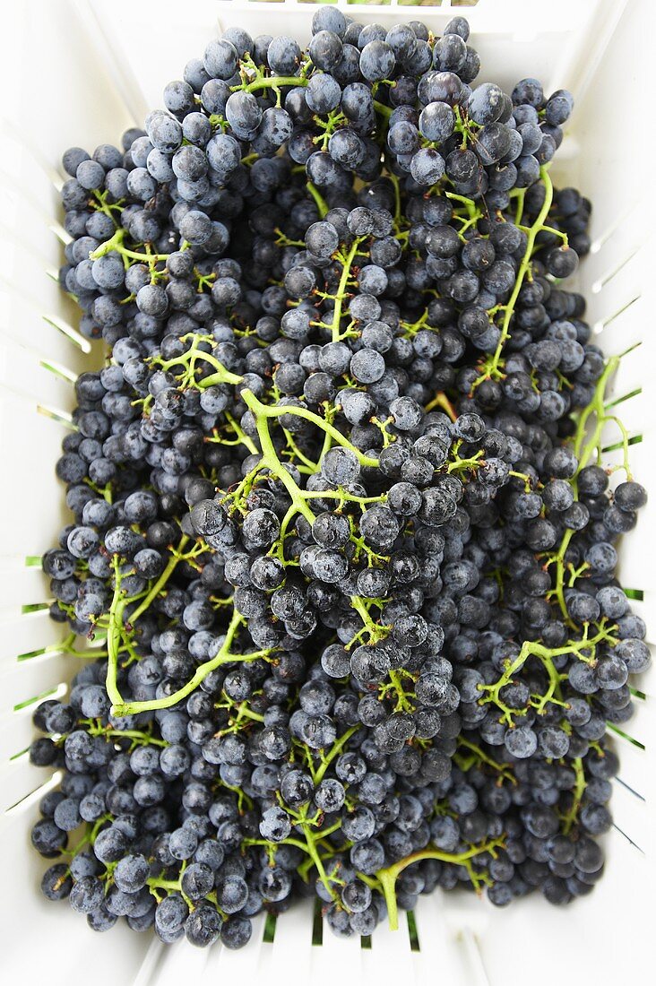 Fresh Picked Grapes in Basket