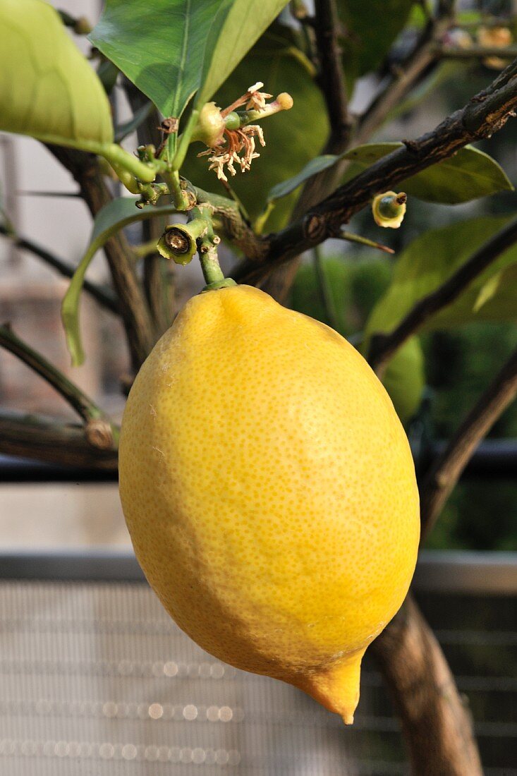 Lemon on the tree