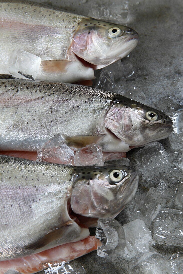 Trout on ice