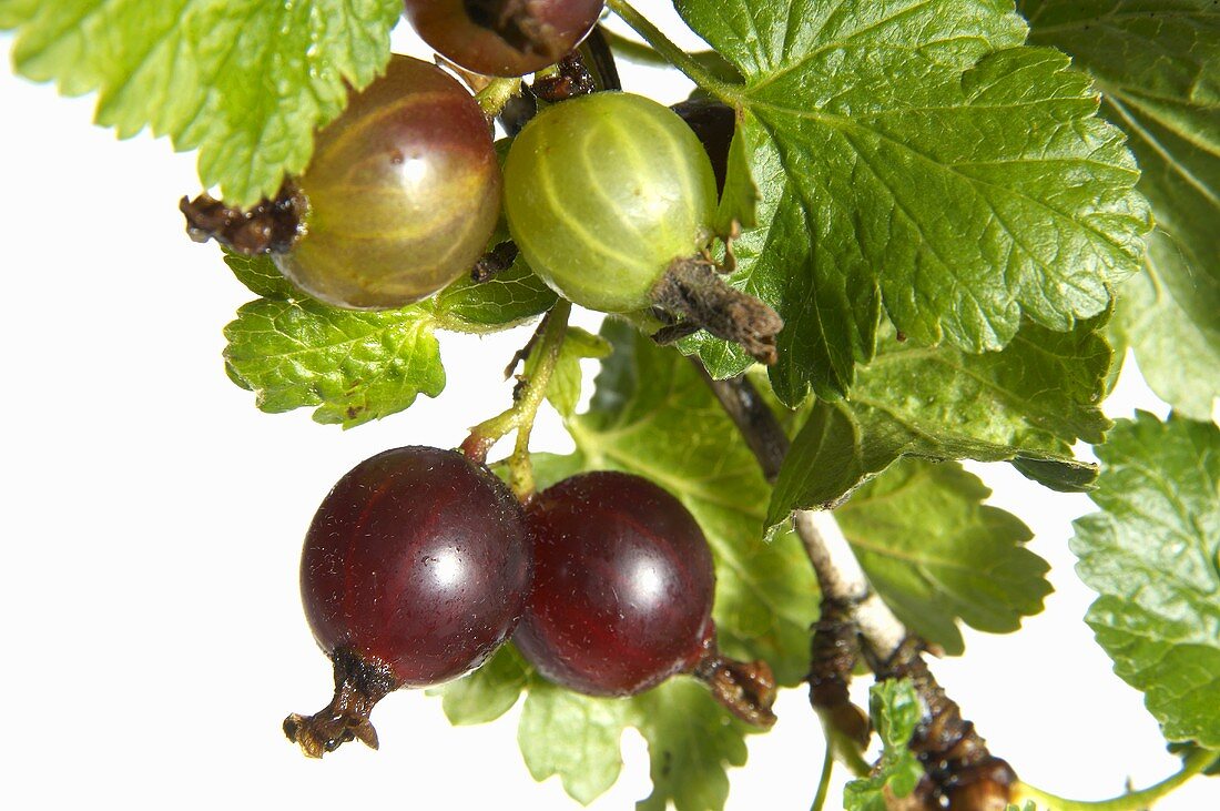 Stachelbeeren am Zweig