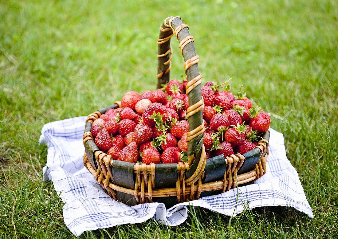 A basket of freshly picked strawberries in a field