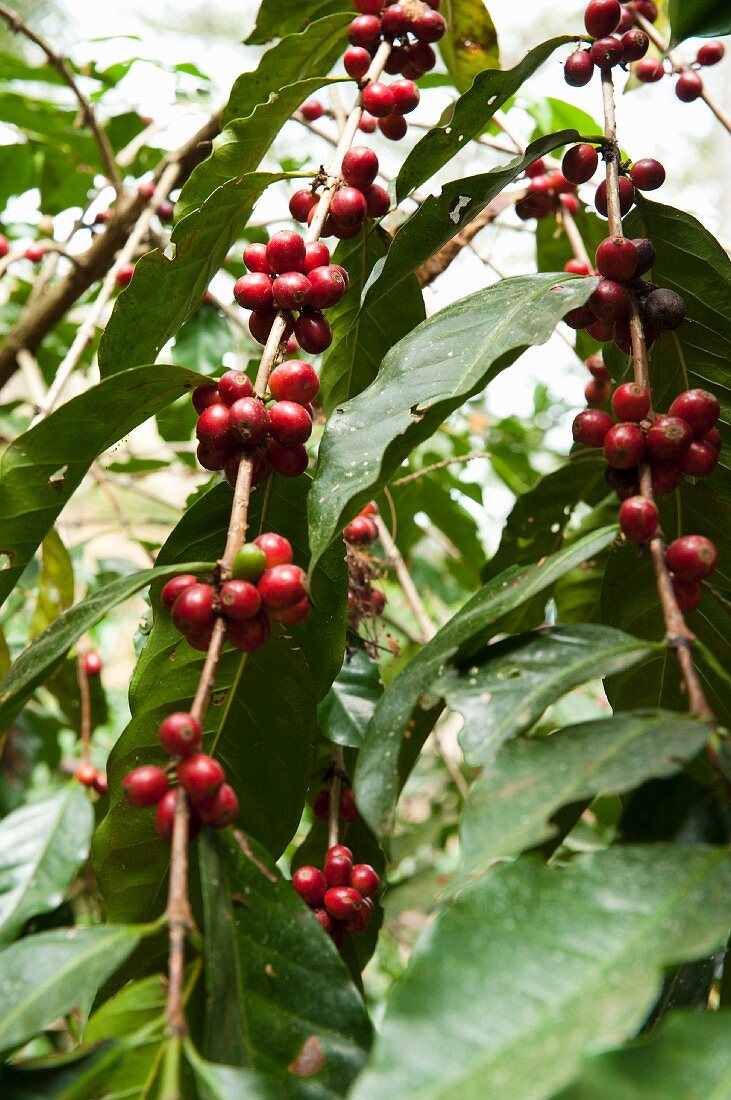 Coffee beans on a bush