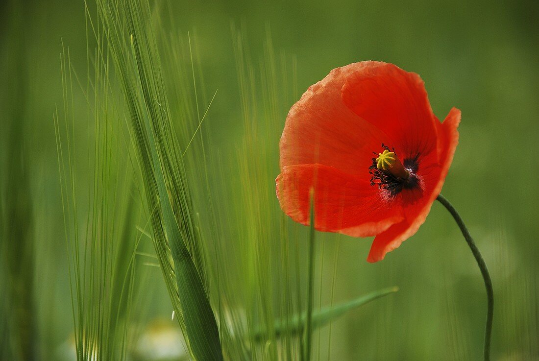 A poppy in a cereal field