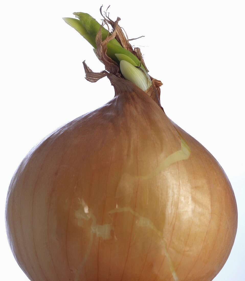 Brown onion (close-up)