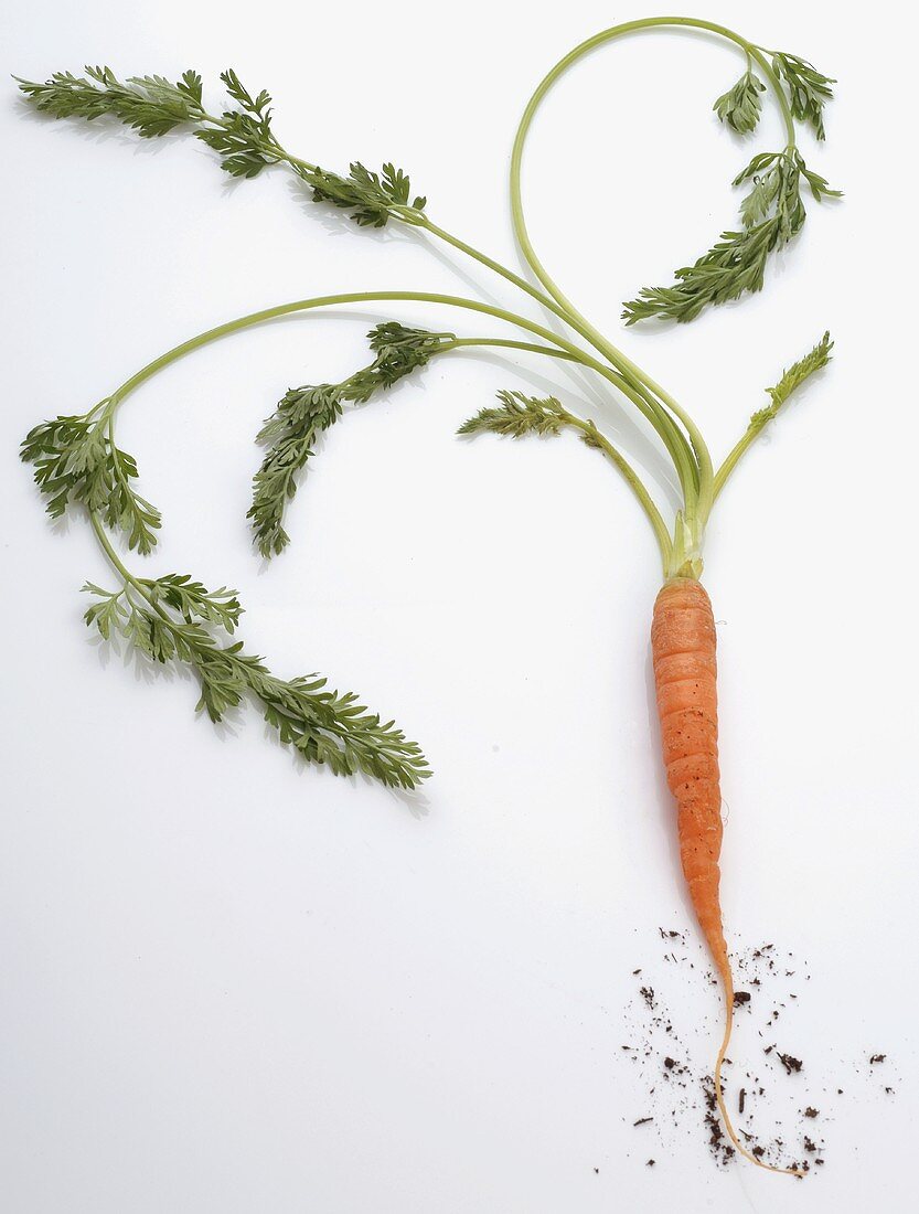 Fresh carrot with soil