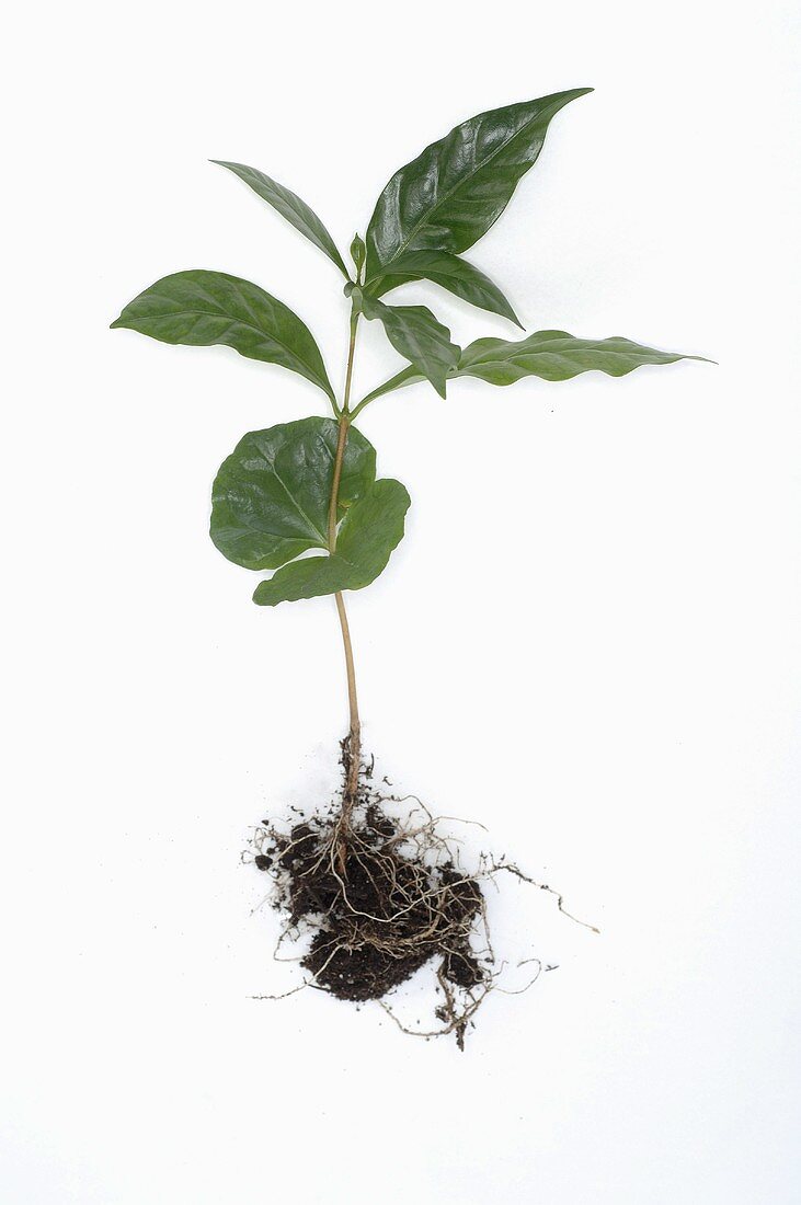 Kaffeepflanze mit Wurzeln und Erde