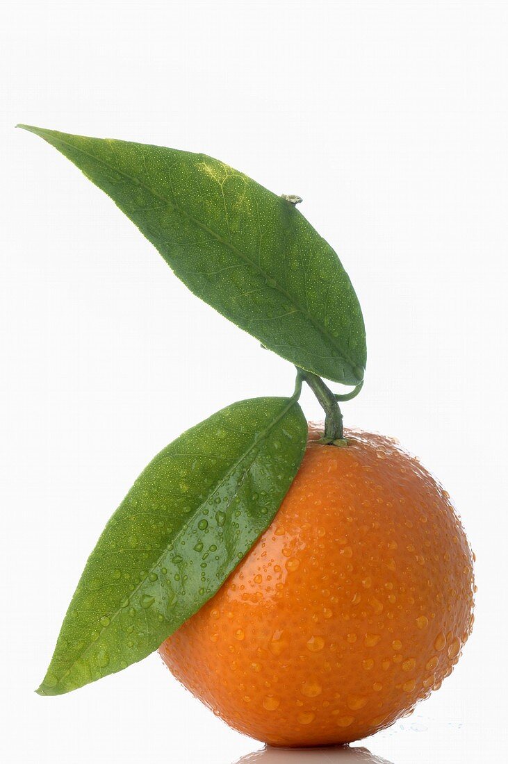 Orange mit Blättern und Wassertropfen