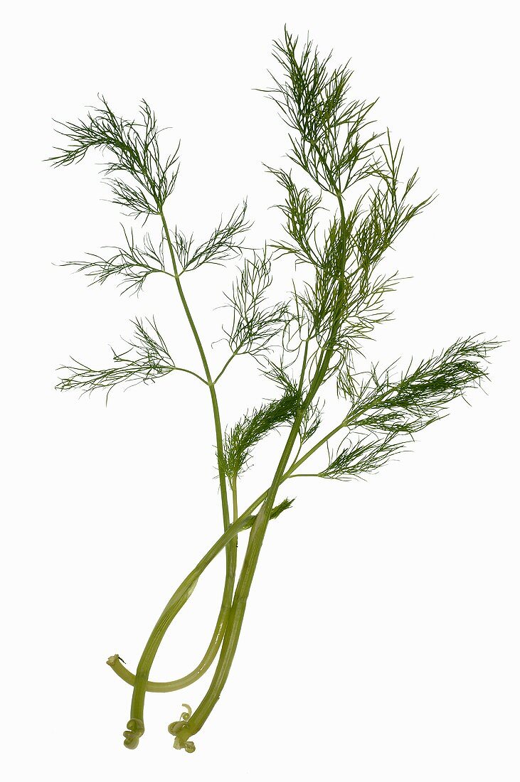 Dill