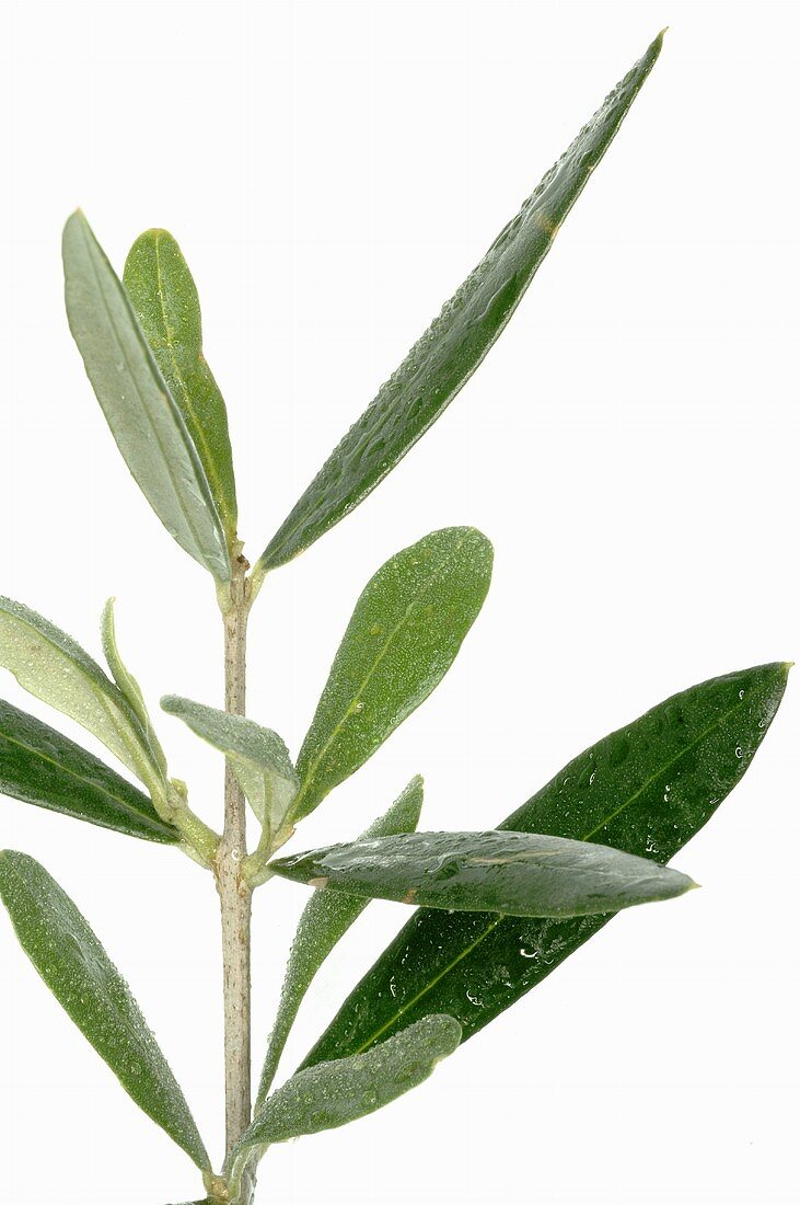 Olive sprig (close-up)