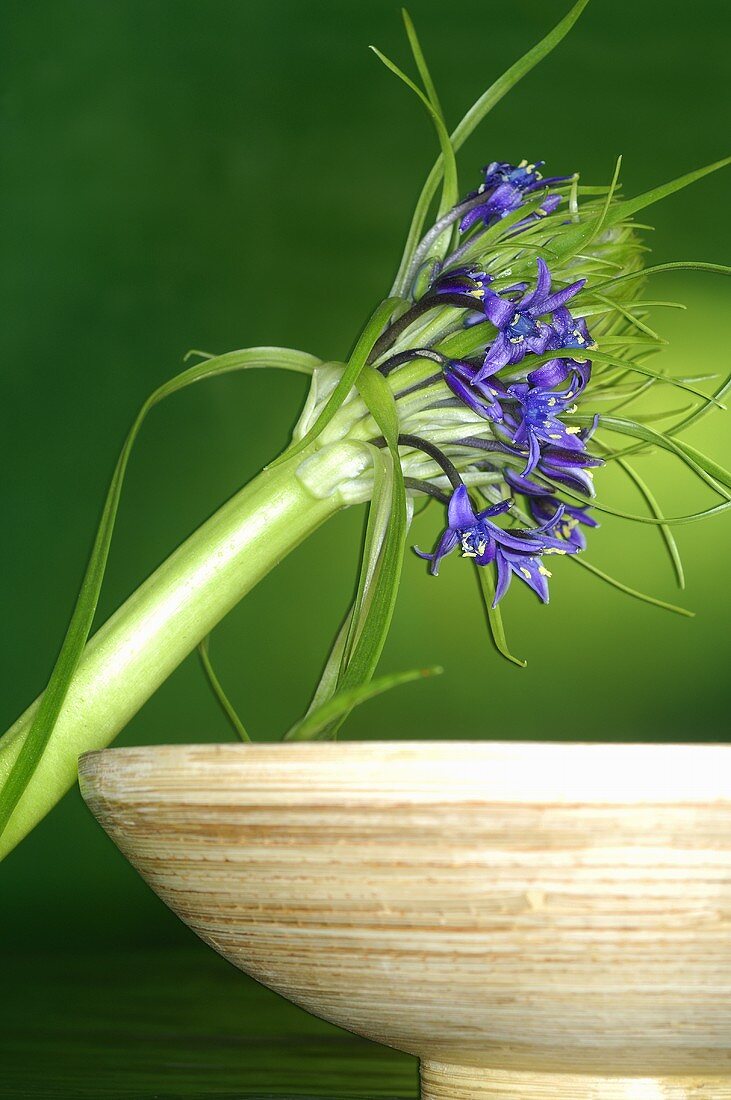 Exotic flower beside a bowl