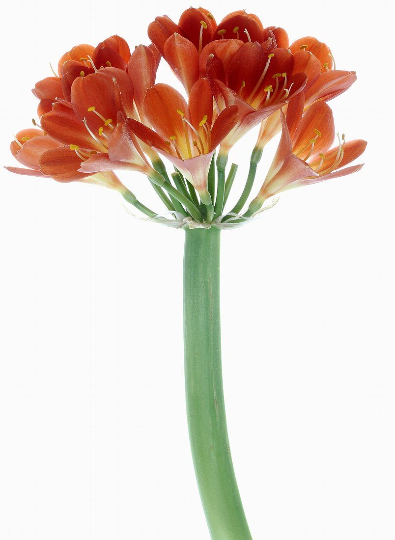 Clivia