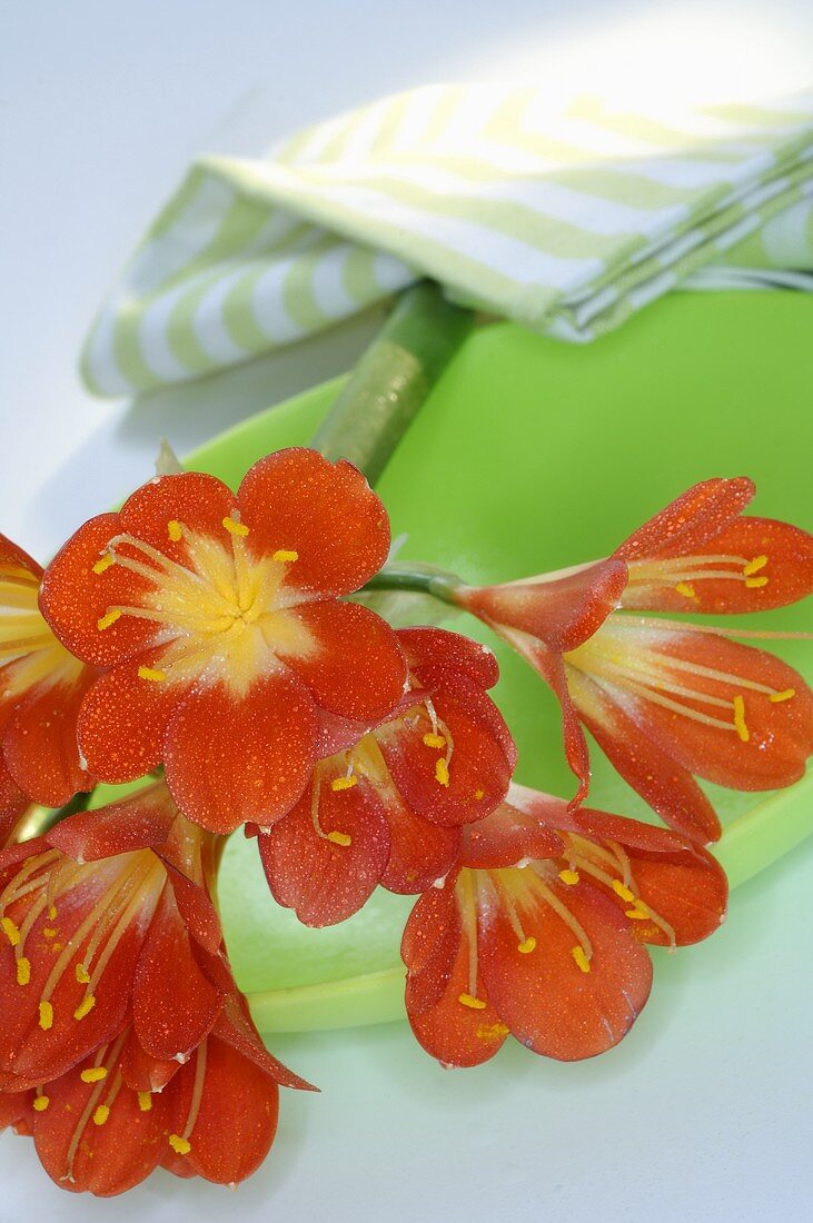 Clivia