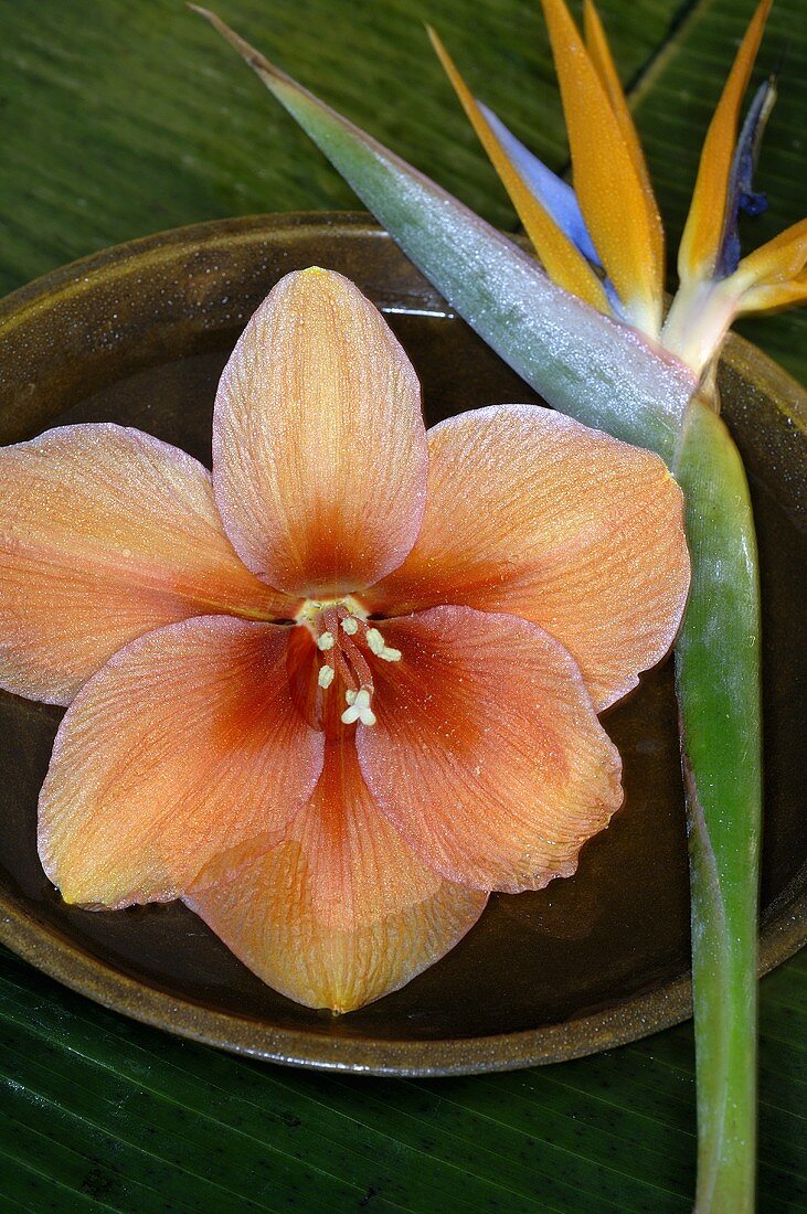 Ritterstern und Paradiesvogelblume mit Wasserschale