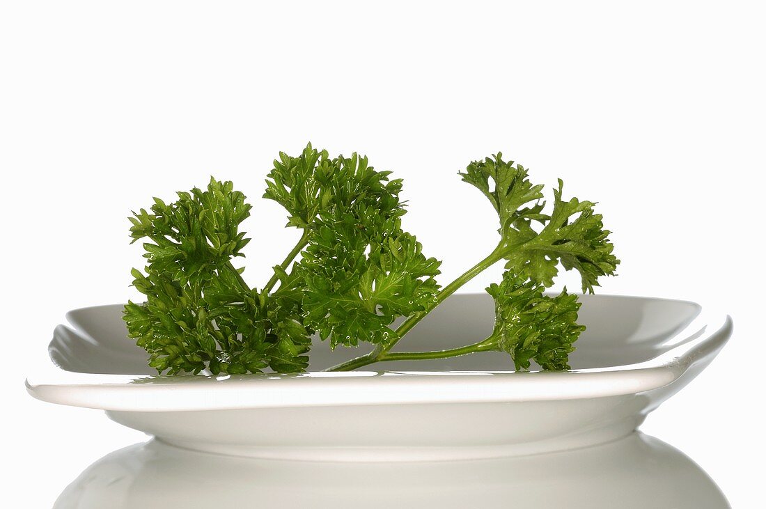 Curly parsley in white dish