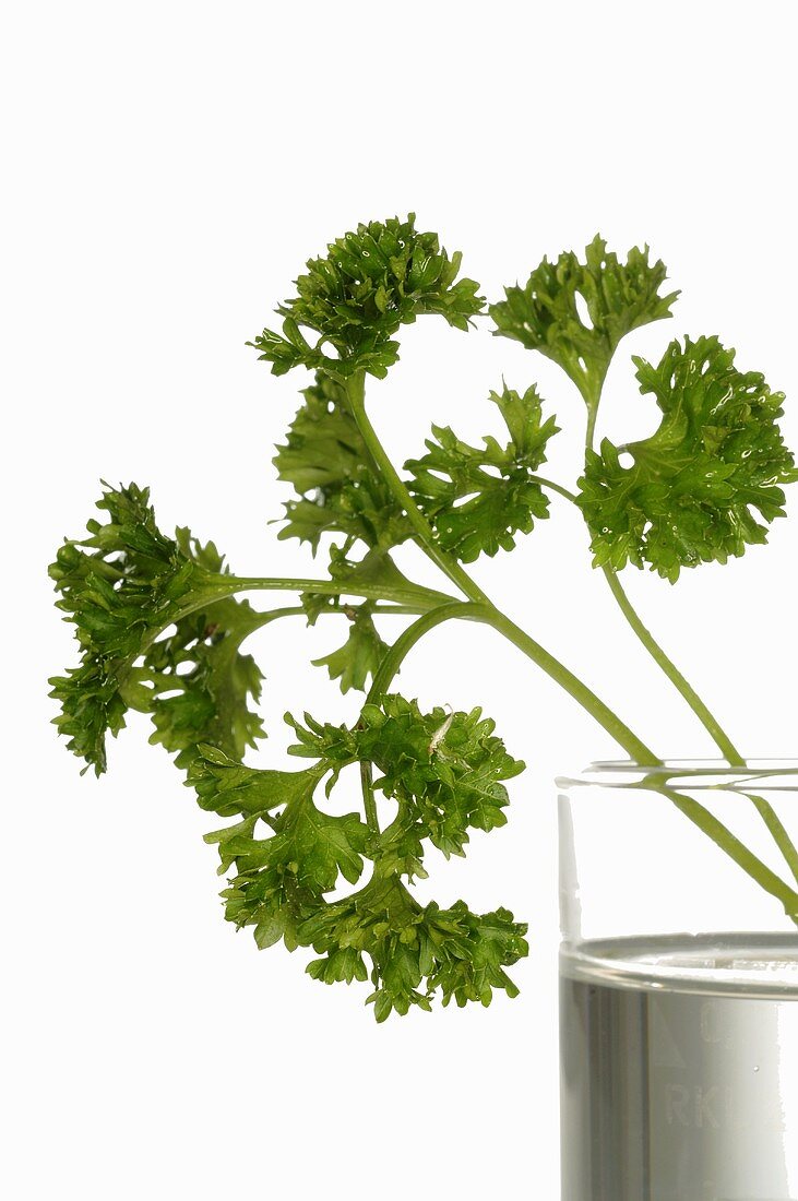 Curly parsley in a glass of water