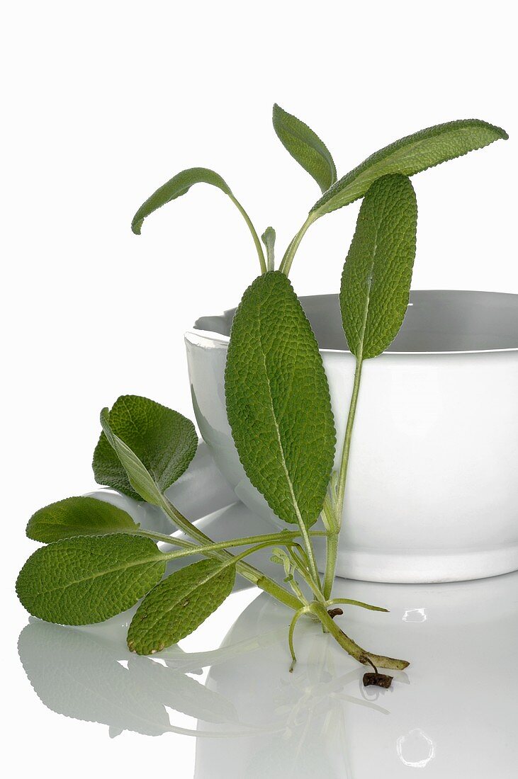 Sage with white bowl