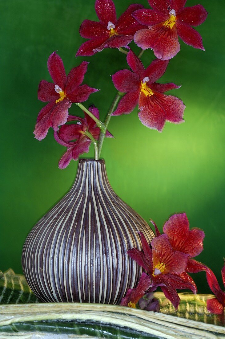 Rote Orchideenblüten in Vase