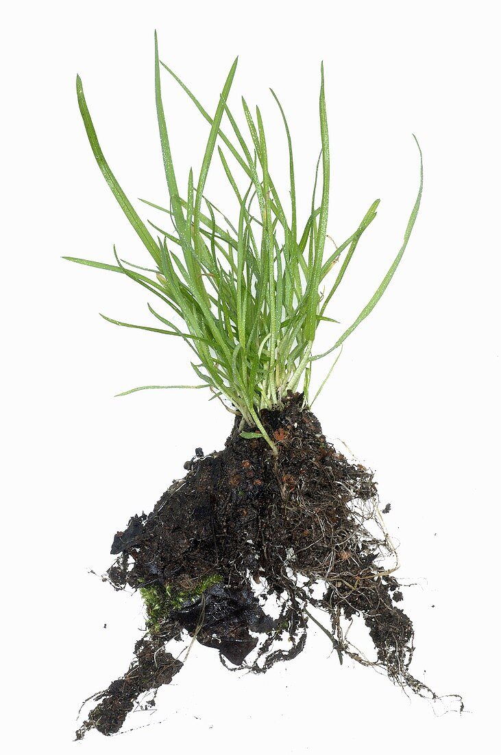 Grass with roots and soil