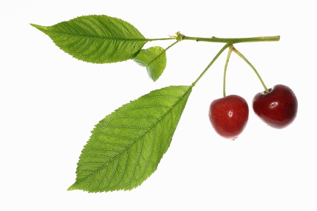 Cherries with stalks and leaves
