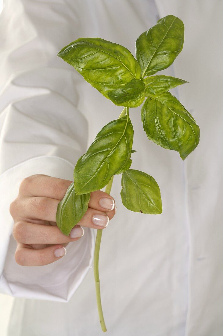 Woman holding a stalk of basil