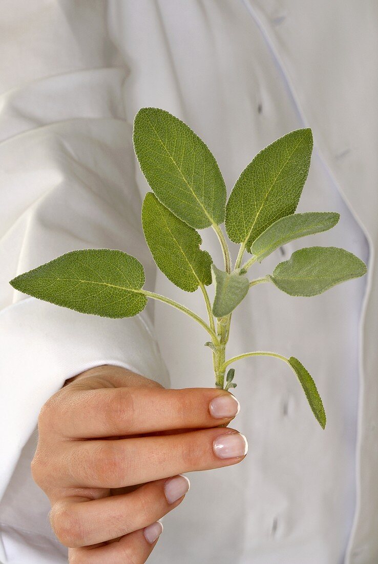 Woman holding a stalk of sage