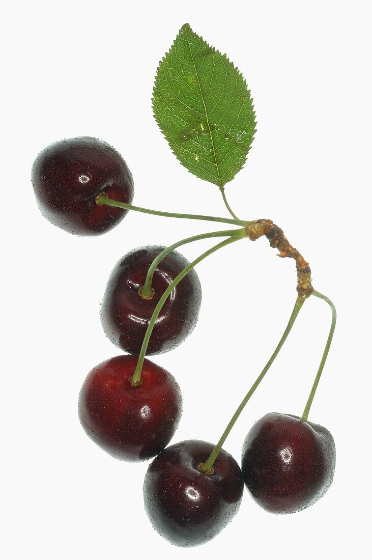 Cherries with stalks and leaf