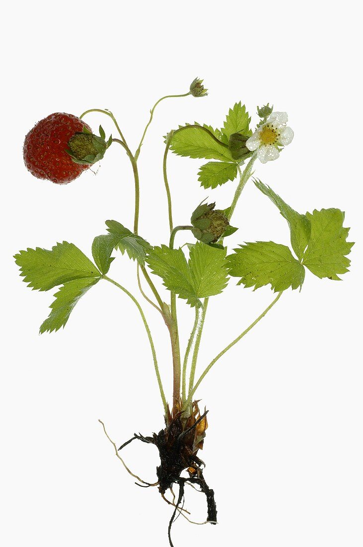 Strawberry plant