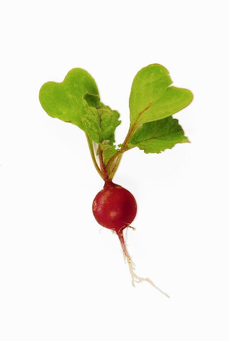 A radish with leaves