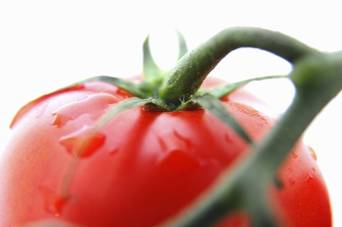 Eine Tomate an der Rispe