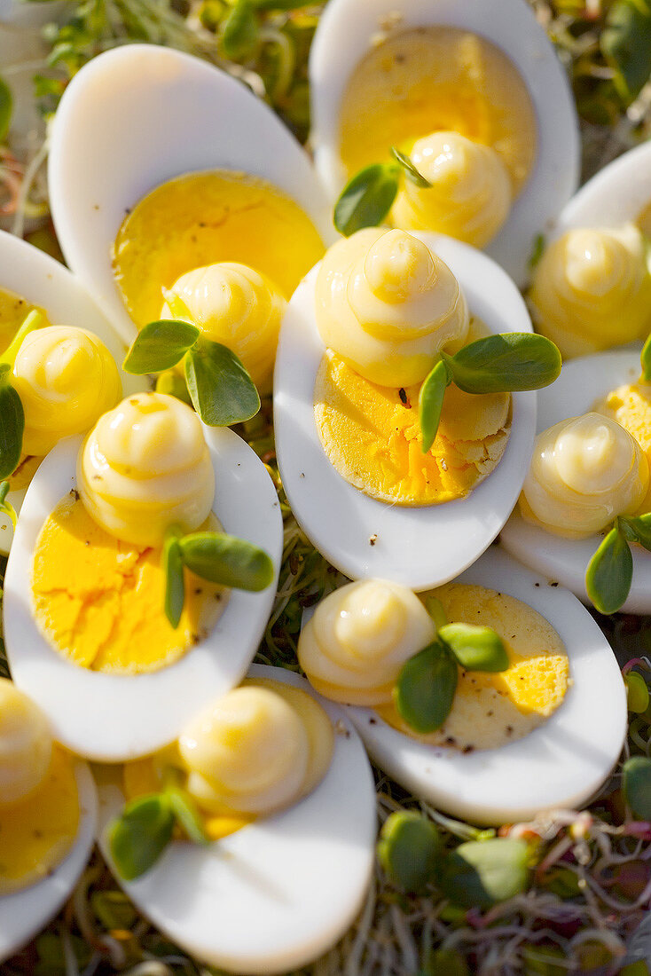 Hart gekochte Eier mit Mayonnaise auf Radieschensprossen