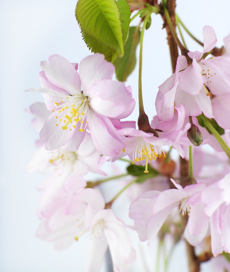 Zweig der japanischen Zierkirsche mit Blüten