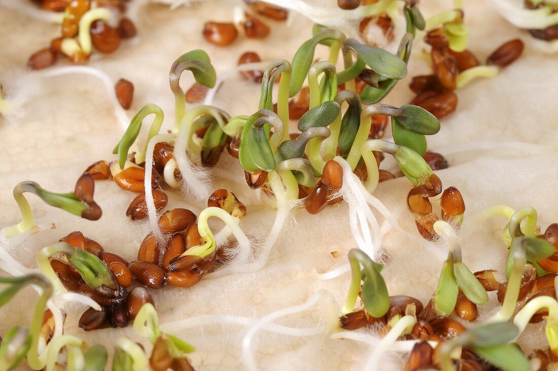 Sprouting cress seeds