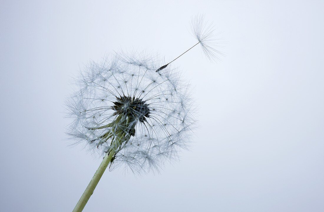 Eine Pusteblume