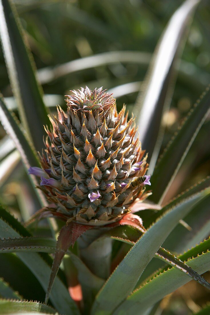 Unreife Ananas an der Staude