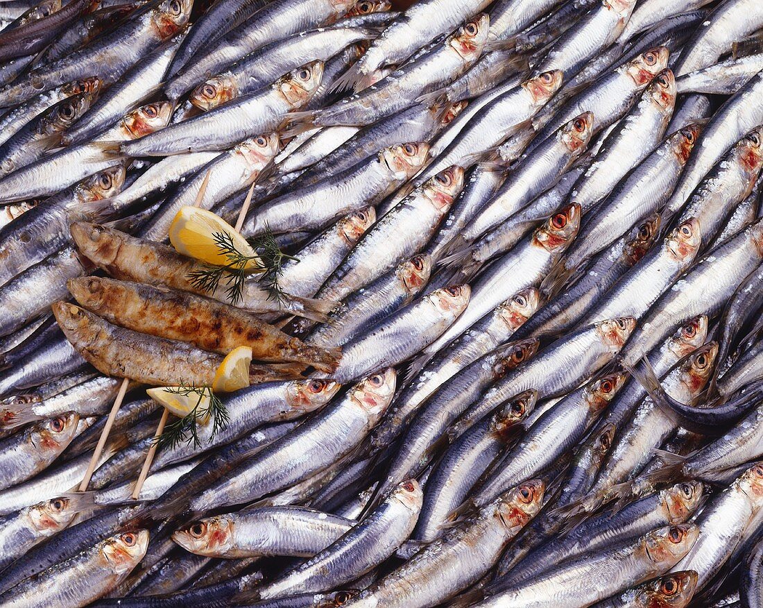 Gebratene Sardinen liegen auf vielen frischen Sardinen