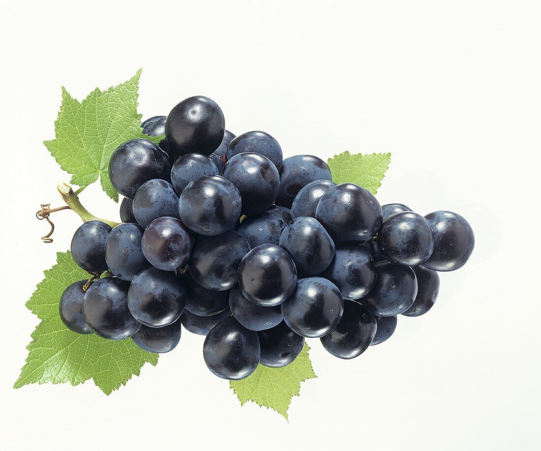 Blaue Weintrauben mit Weinblättern