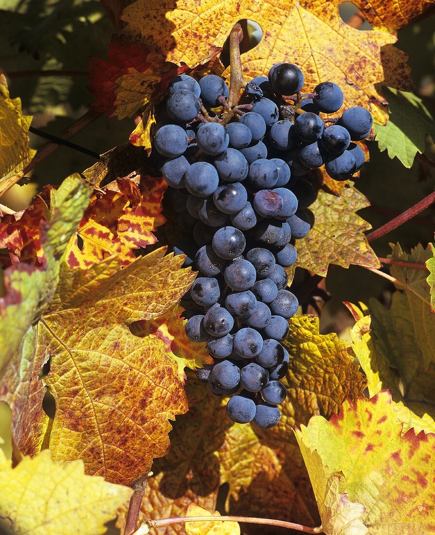 Blaue Trauben mit buntem Weinlaub