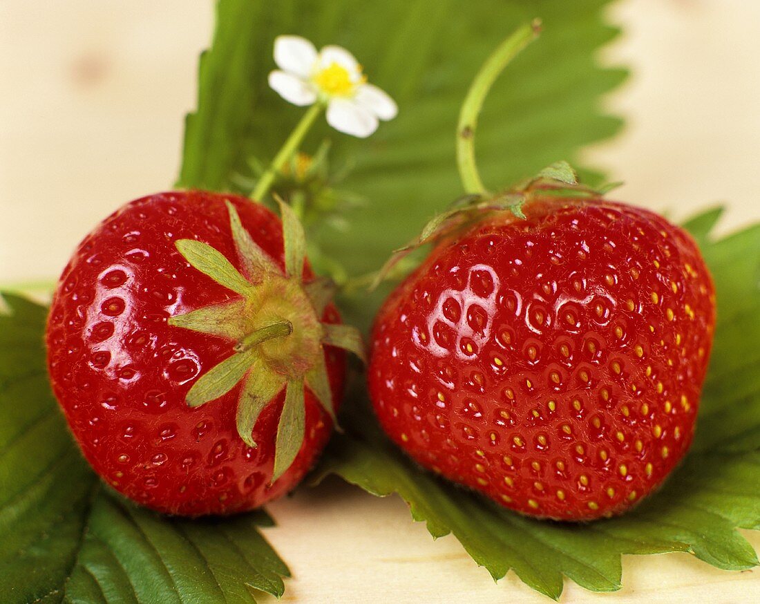Two strawberries with leaves and flower