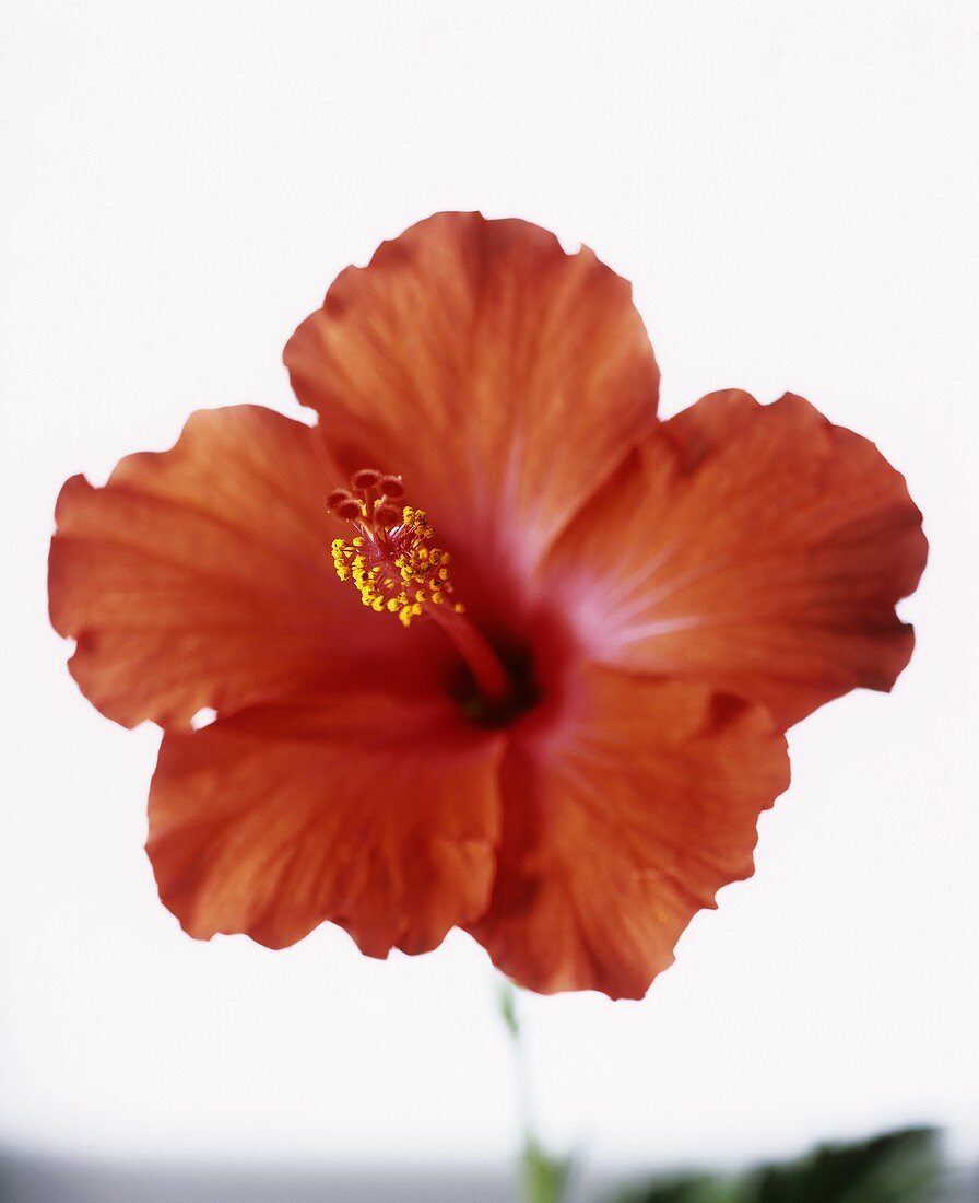 A red hibiscus flower