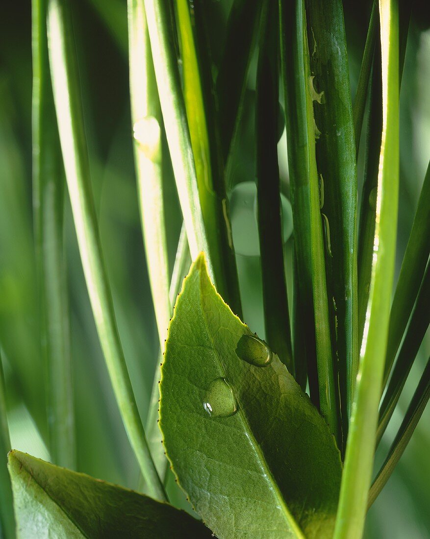 Green leaves with drops of water