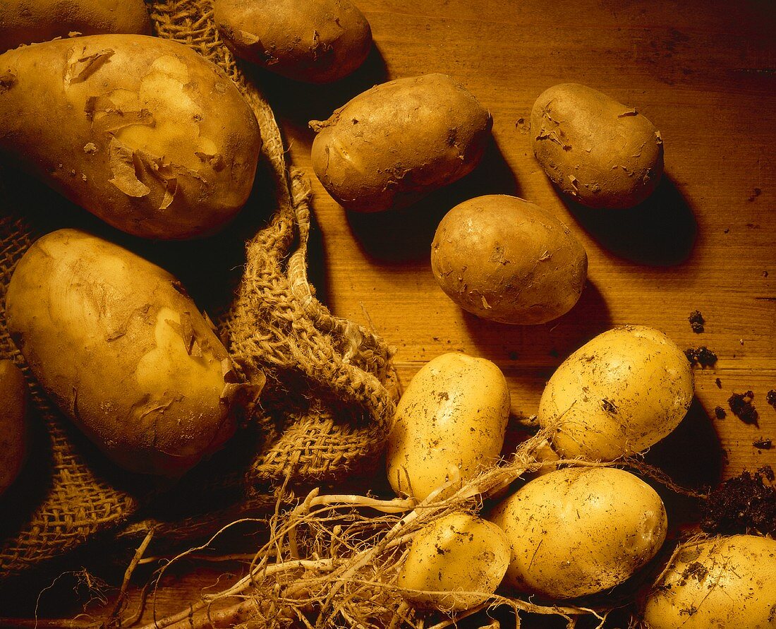 New potatoes with soil and jute sack