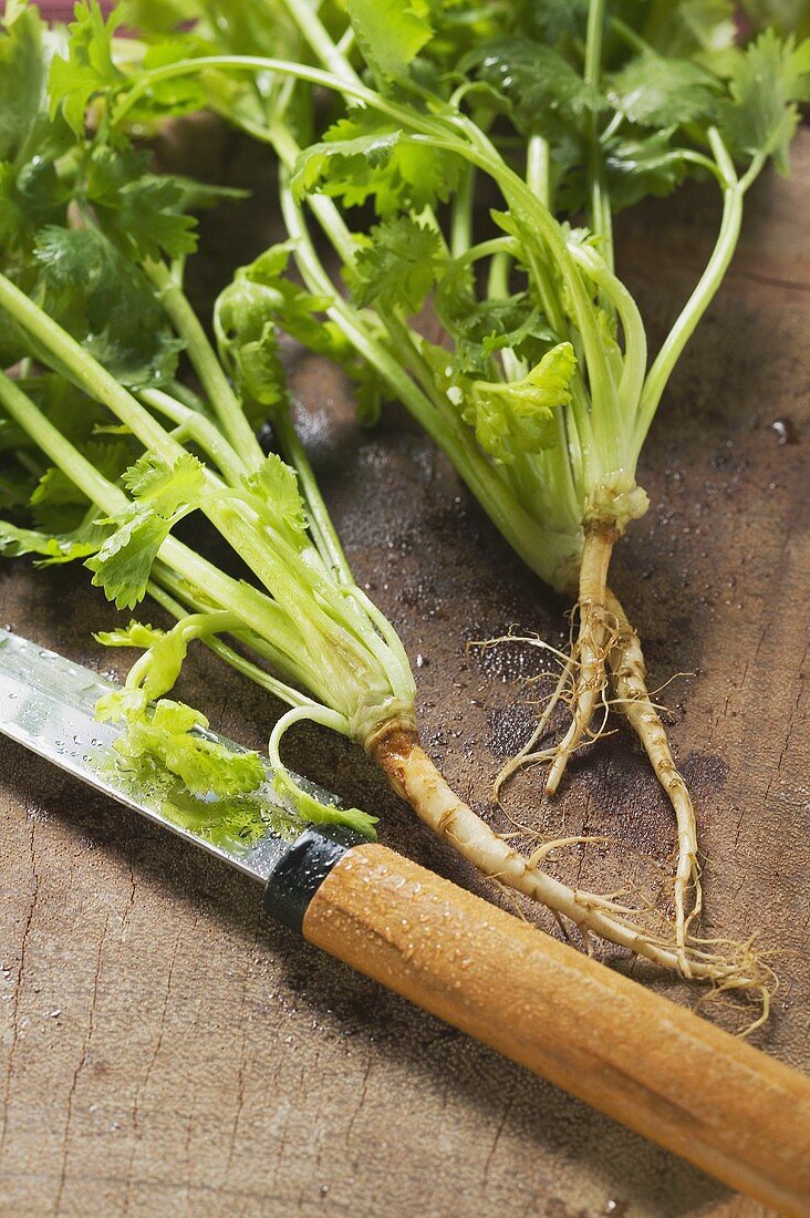 Fresh coriander with roots and knife