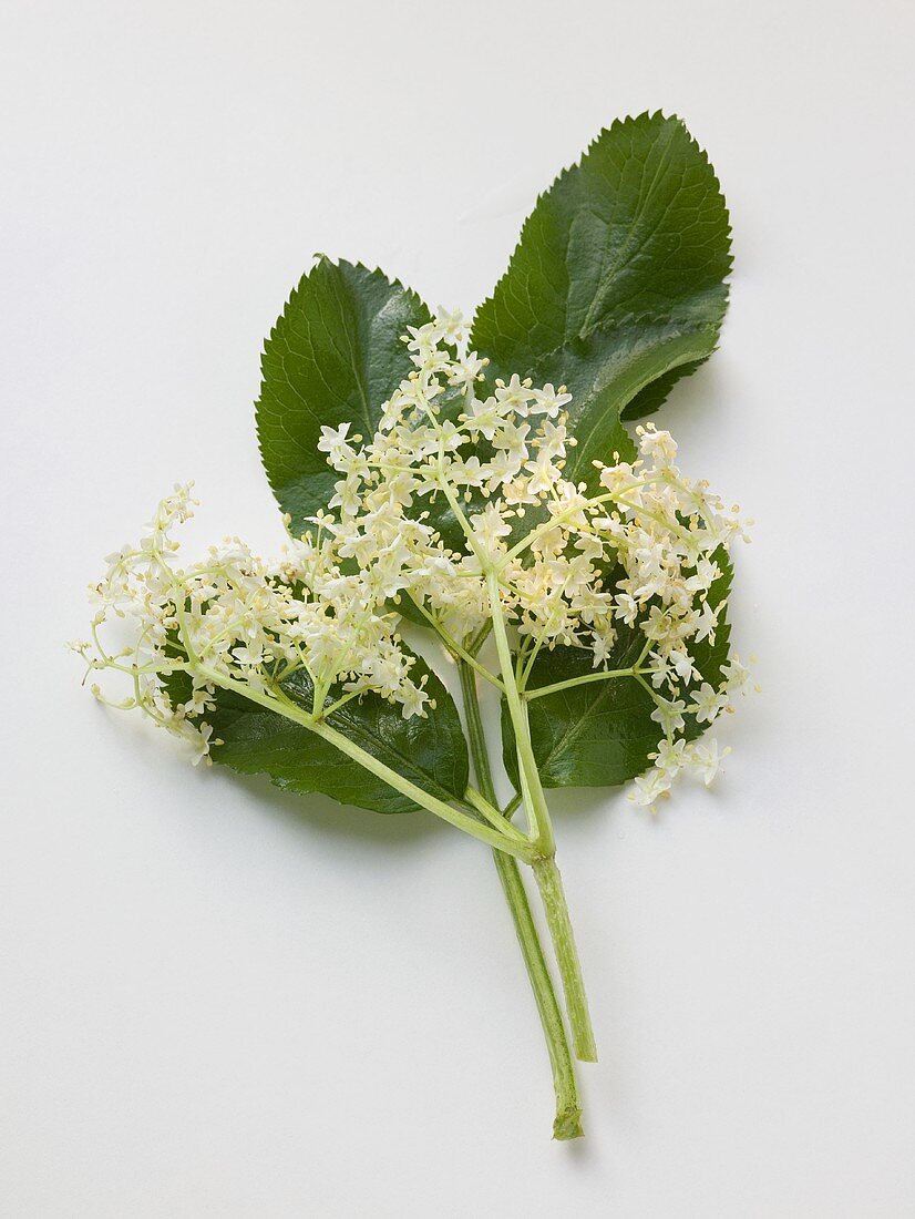 Elderflowers and leaf