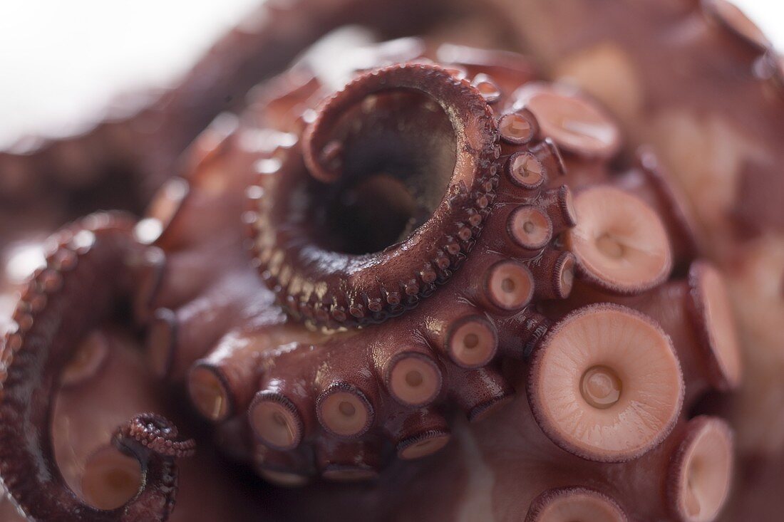 Smoked octopus